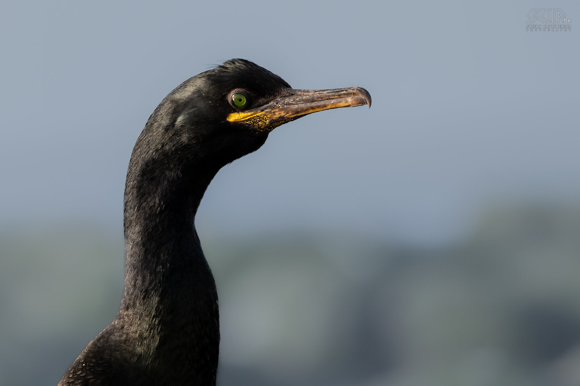 Farne Islands - Kuifaalscholver Er leven ook twee soorten aalscholvers aan de Schotse en Engelse kust; de gewone aalscholver en de kuifaalscholver (shag). Kuifaalscholvers zijn kleiner en hebben een slanker lichaam. Hun verenkleed is zwart met een groene glans en in het broedseizoen heeft hun puntige voorhoofd een kuif. Stefan Cruysberghs